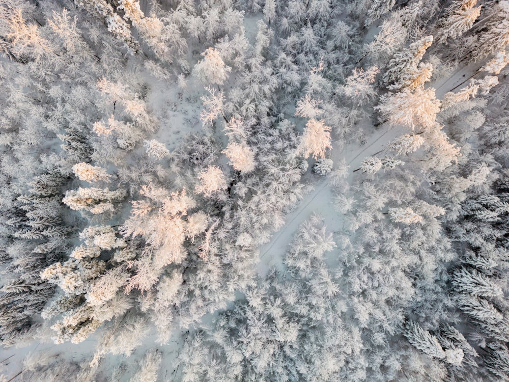 an aerial view of a snow covered forest