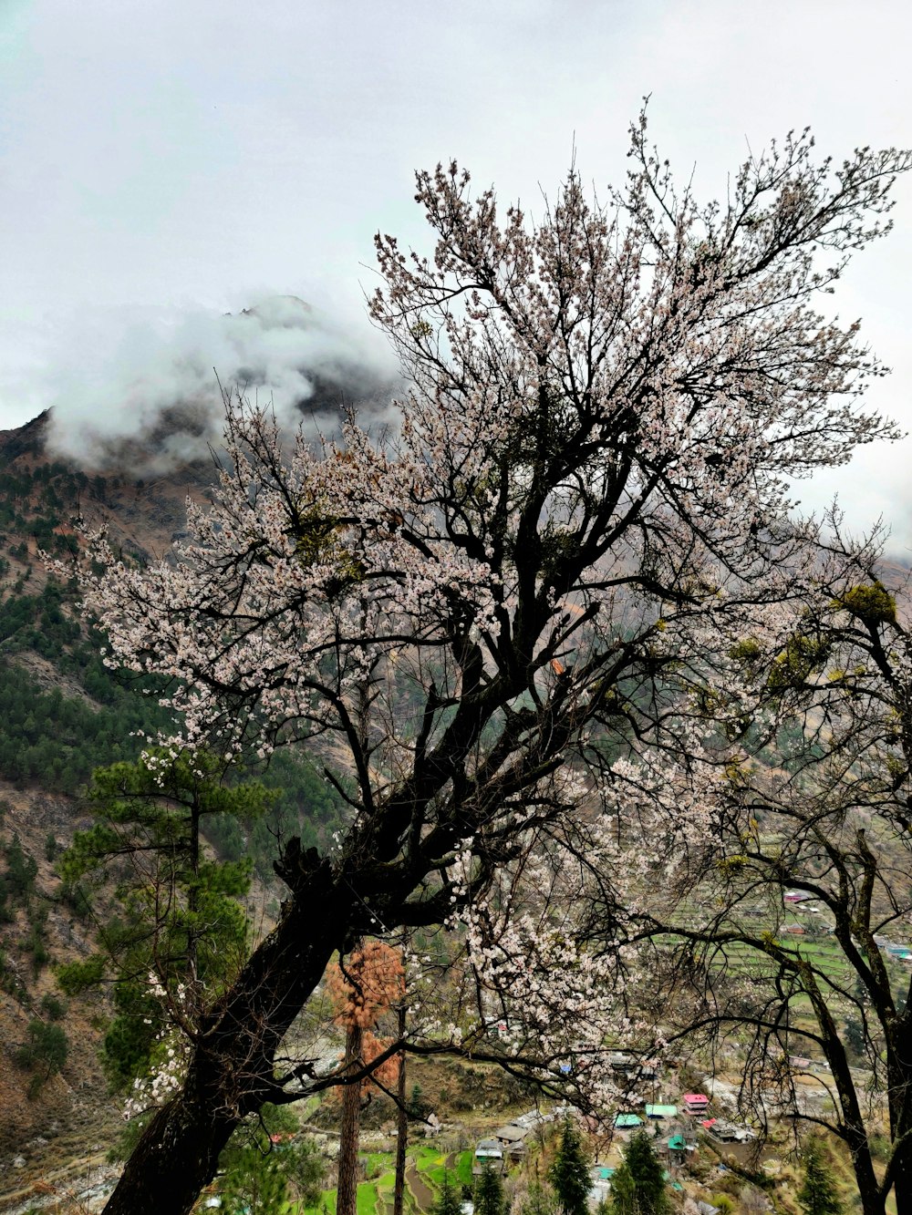 a view of a tree with a mountain in the background