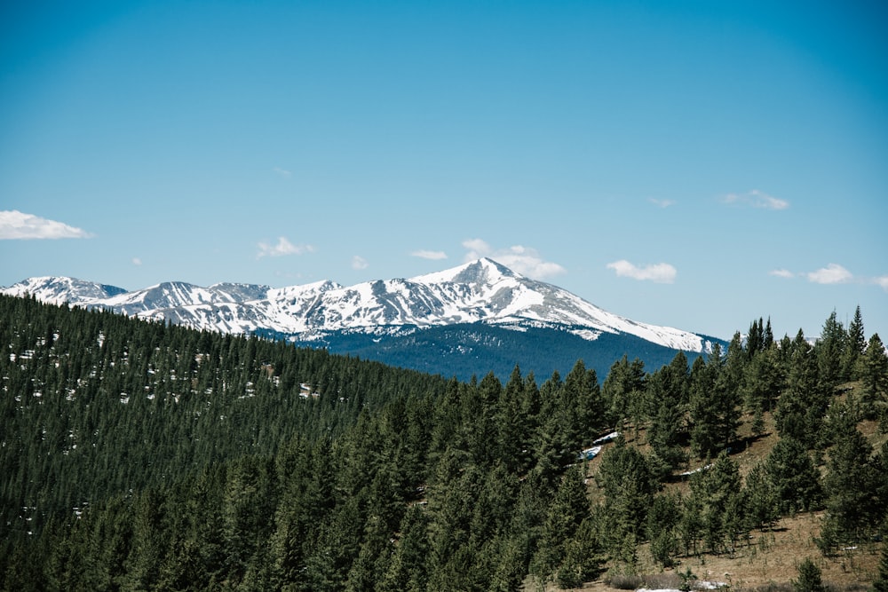 a view of a mountain range with trees in the foreground