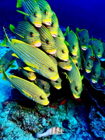a large group of yellow and blue fish on a coral