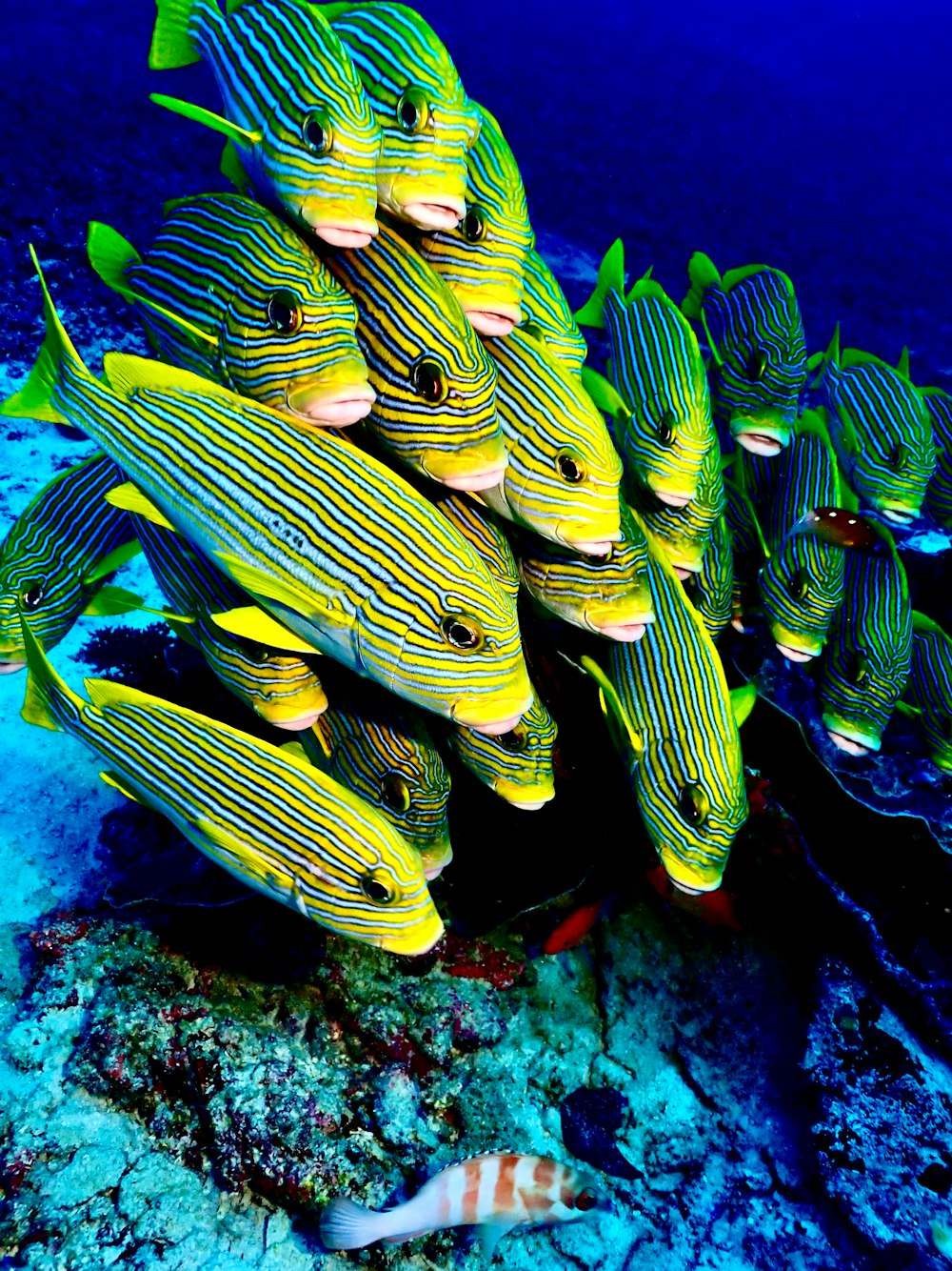 a large group of yellow and blue fish on a coral