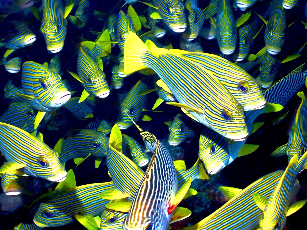 a large group of yellow and blue fish