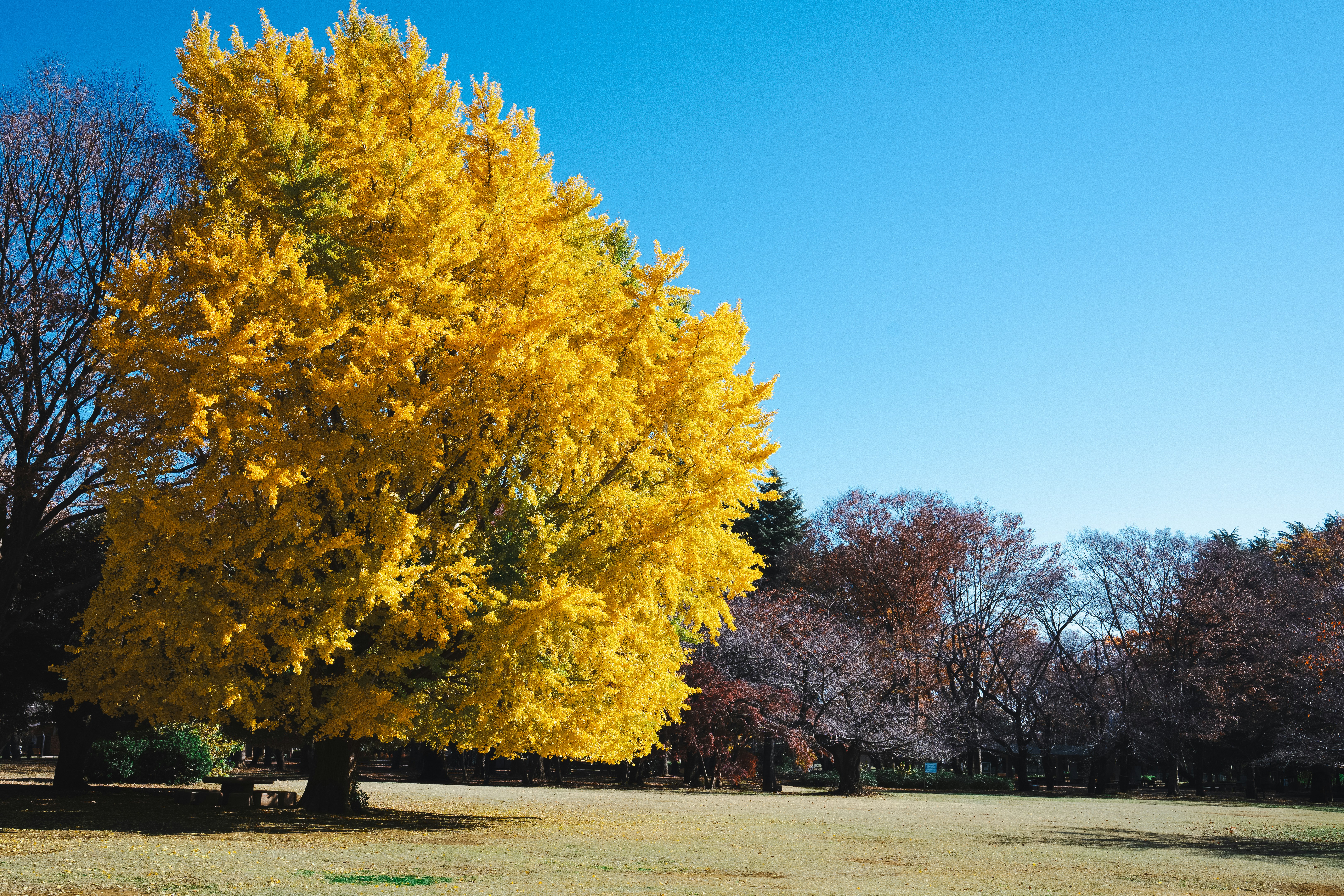a large tree with yellow leaves in a park