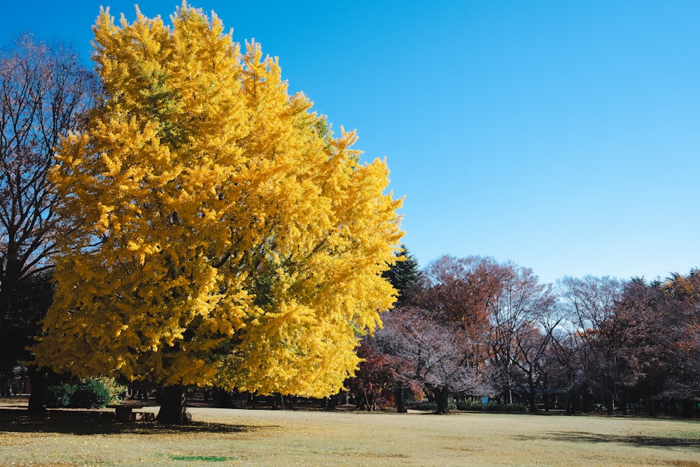 un grande albero con foglie gialle in un parco