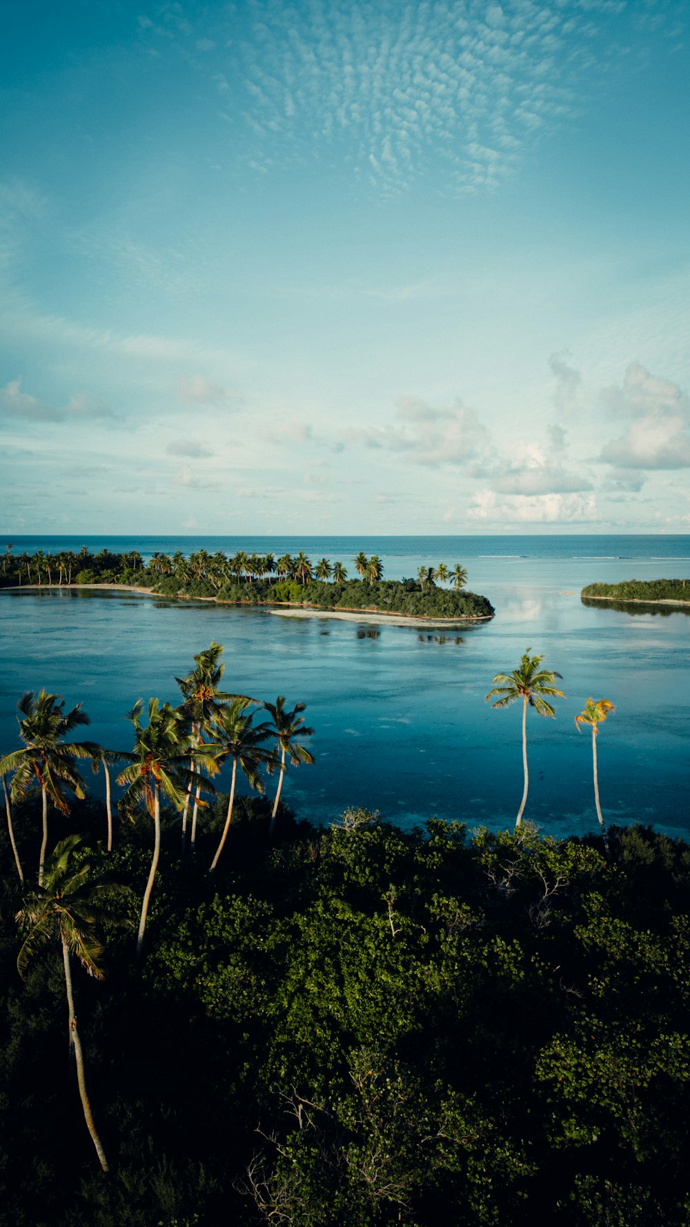 a body of water surrounded by palm trees