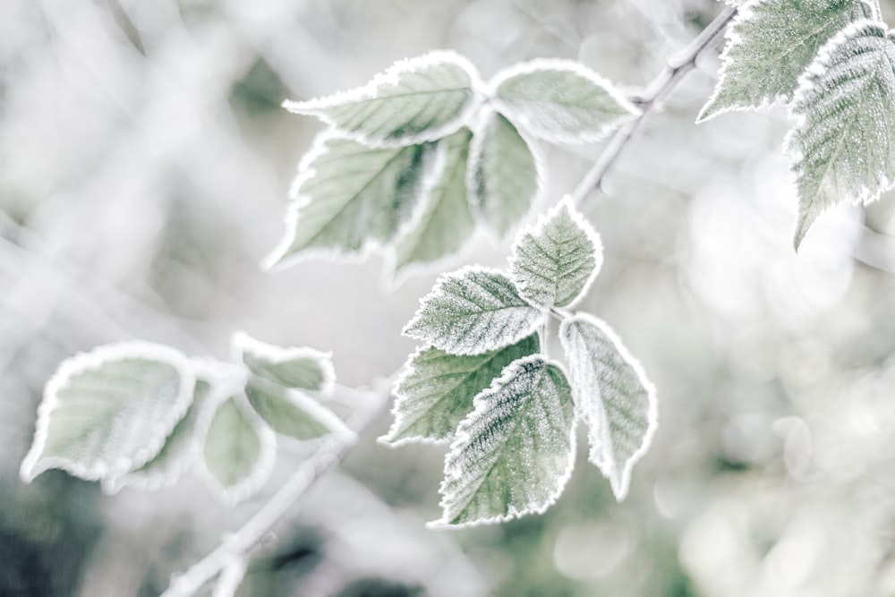 a close up of a leaf on a tree branch