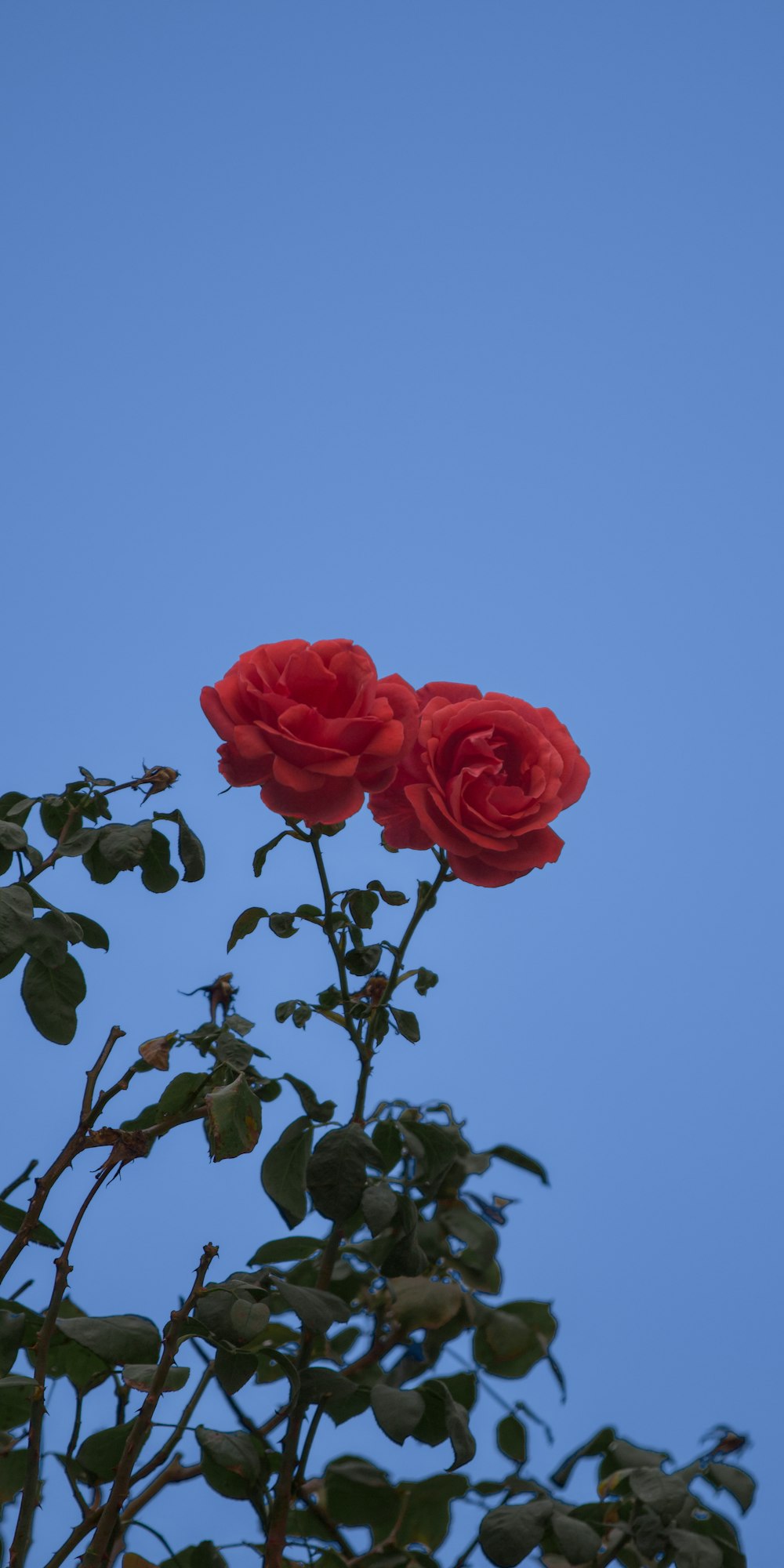 a couple of red roses sitting on top of a tree