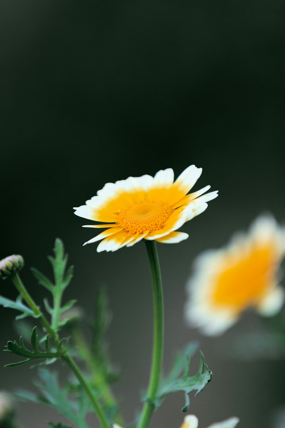 a close up of a yellow and white flower