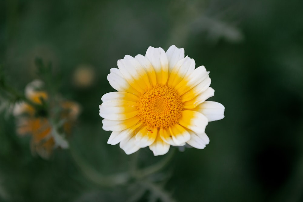 a white and yellow flower with a green background