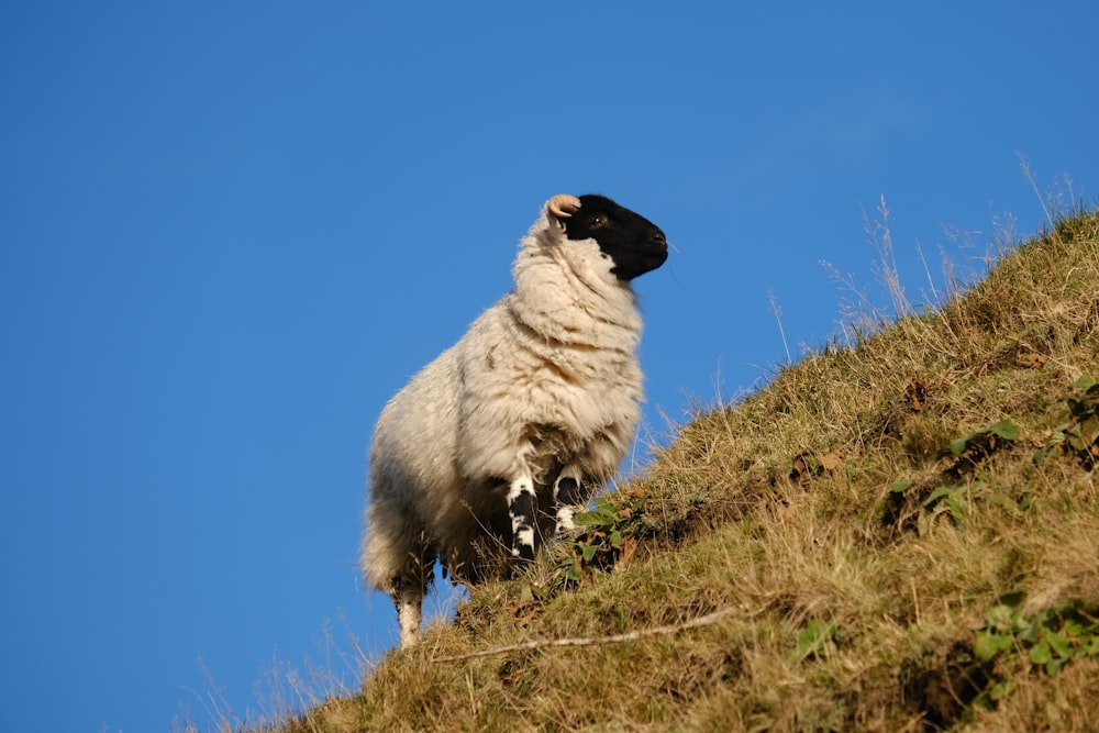 a sheep standing on top of a grass covered hill