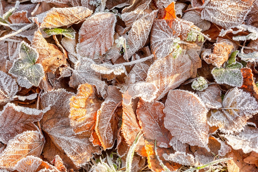 a close up of a bunch of leaves covered in frost