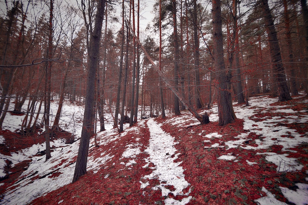 a path in the woods with snow on the ground