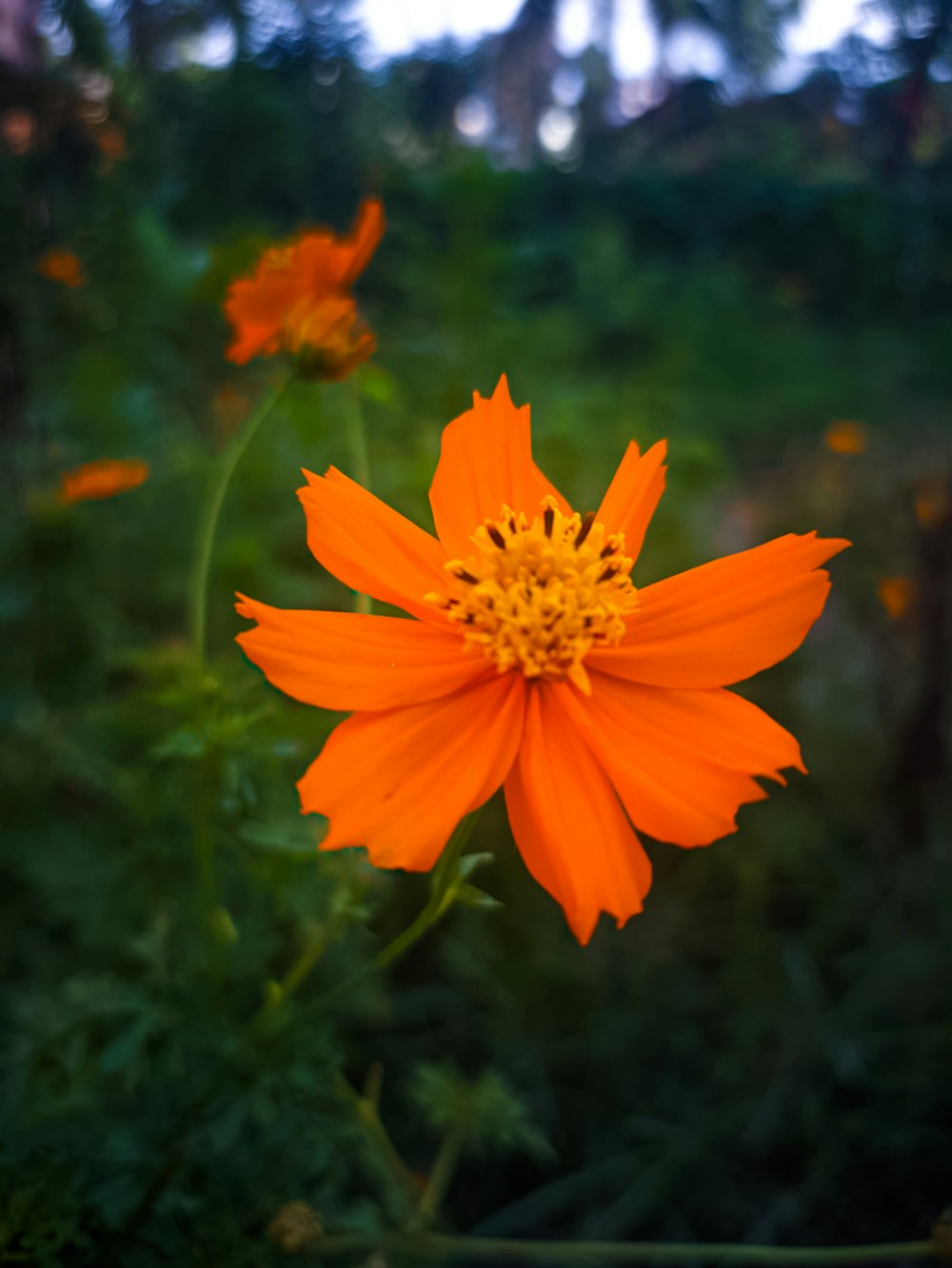 a close up of a flower in a field