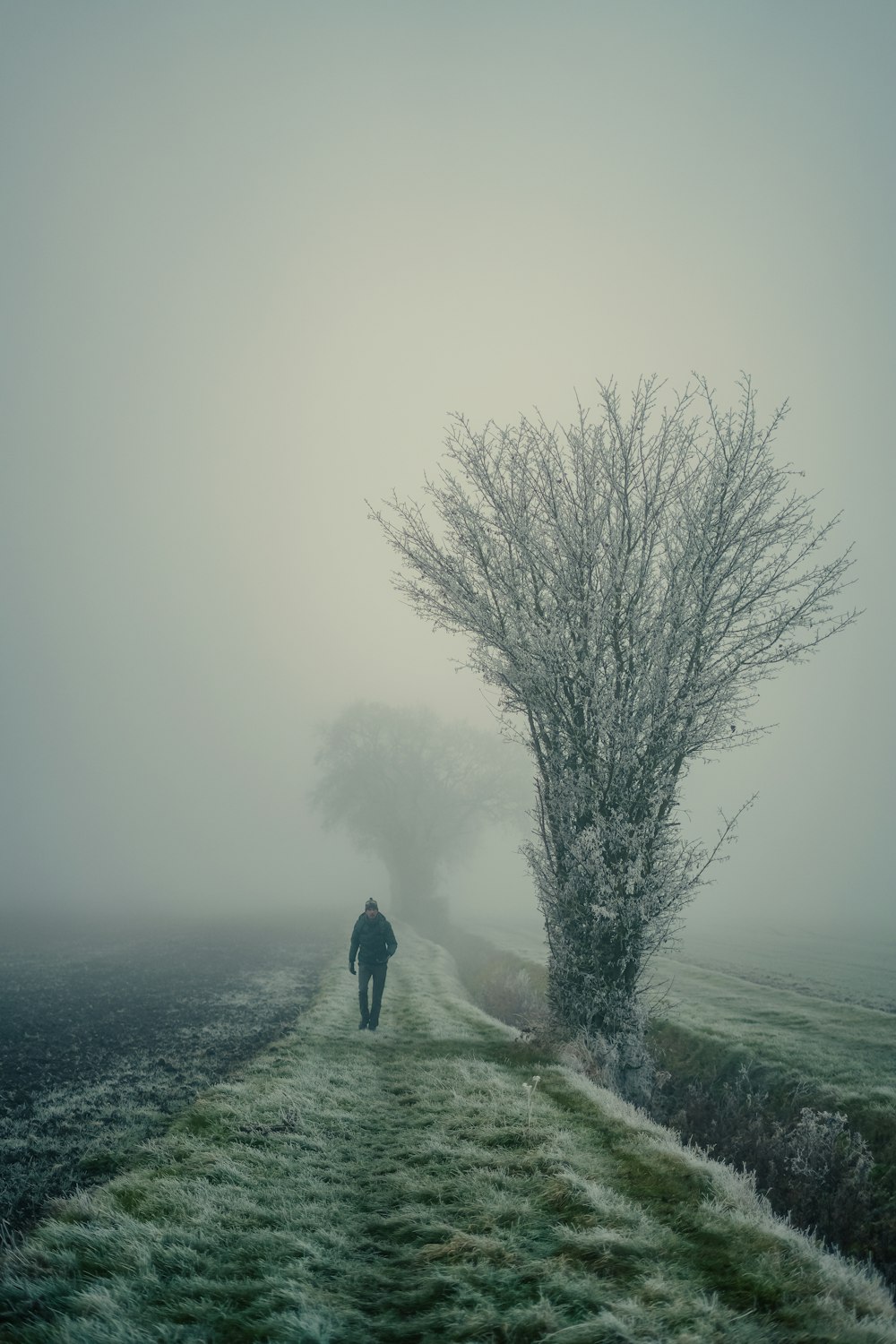 a person walking down a foggy road next to a tree