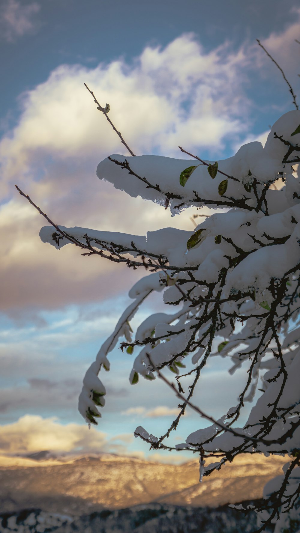 a snow covered tree branch with mountains in the background