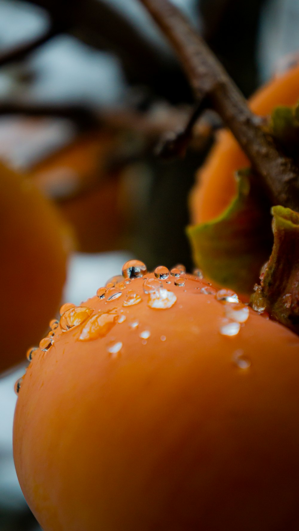 a close up of a bunch of oranges with drops of water on them