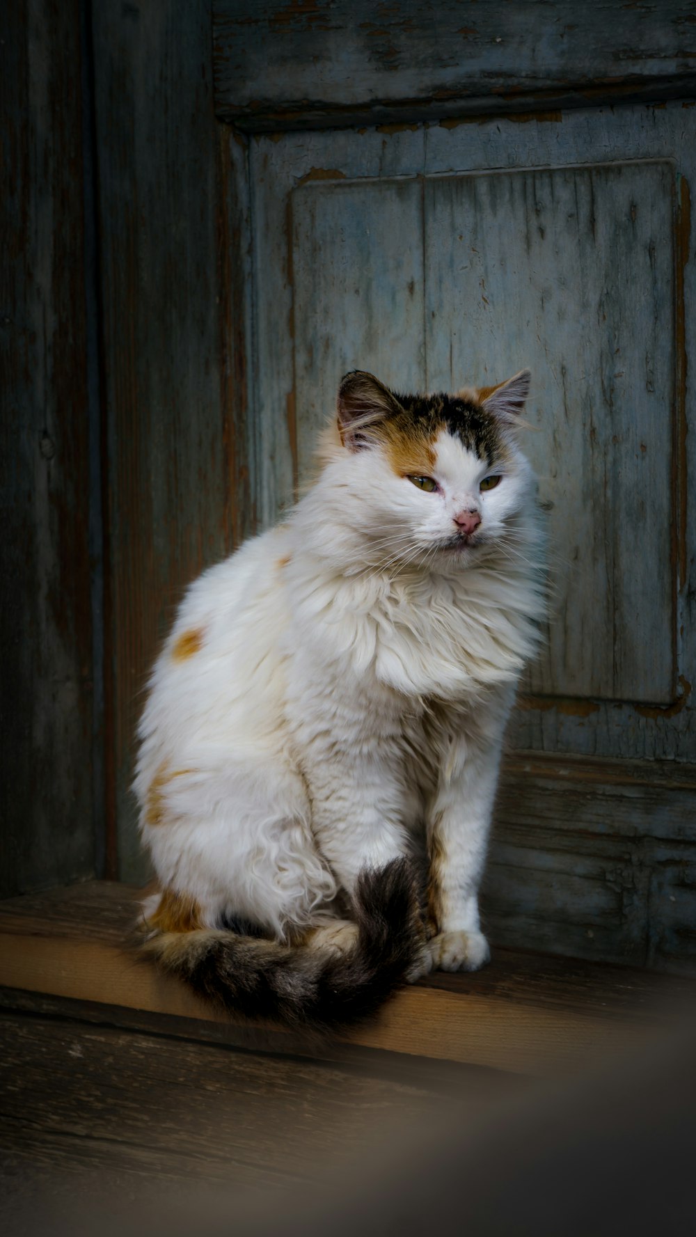 a white and brown cat sitting on top of a wooden floor