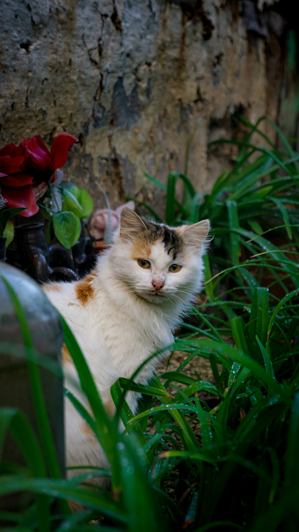 a cat sitting in the grass next to a wall