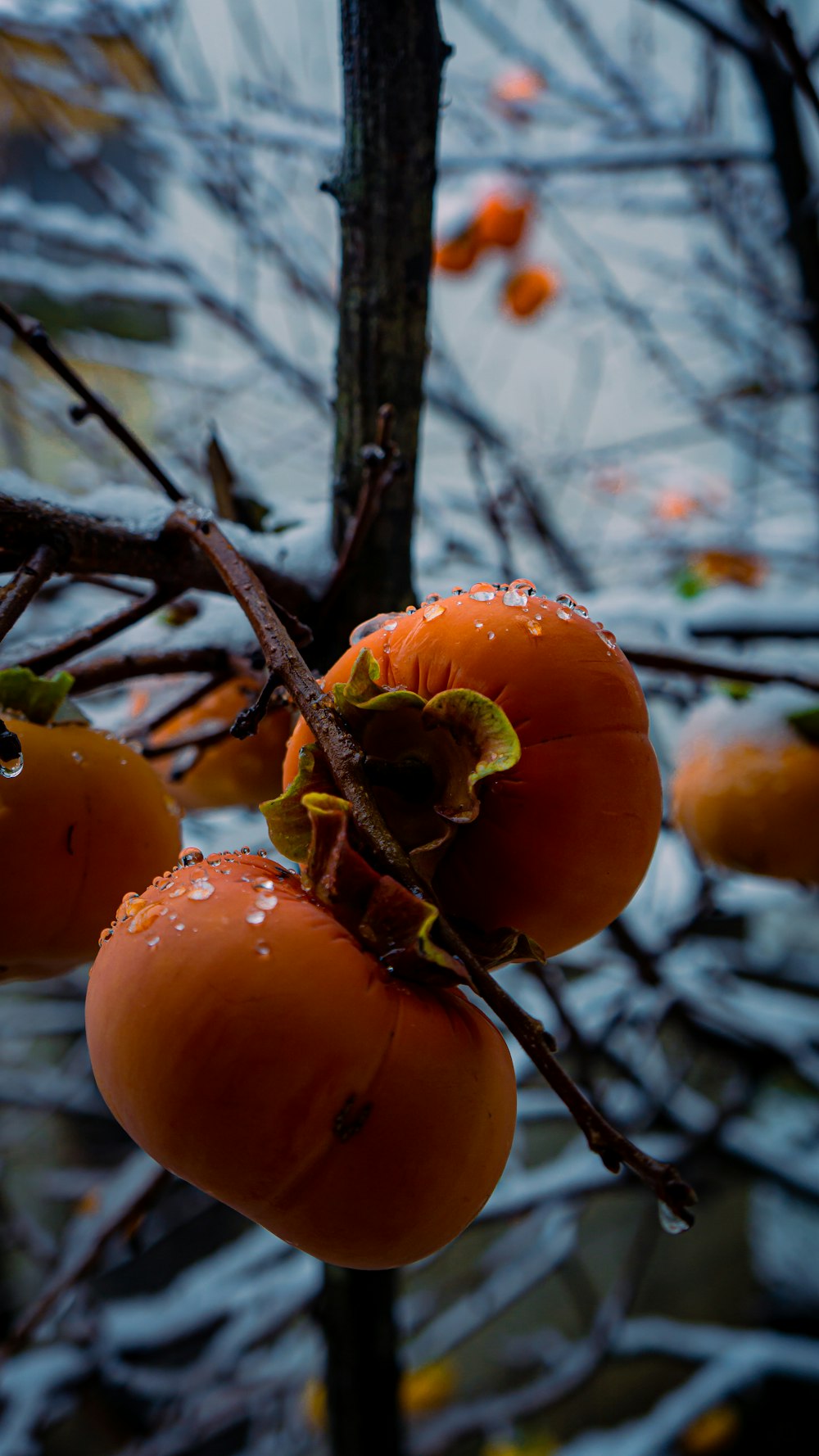 a bunch of orange fruit hanging from a tree