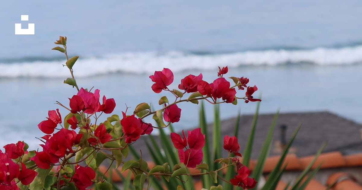Un bouquet de fleurs rouges qui sont au bord de l’eau photo – Image ...