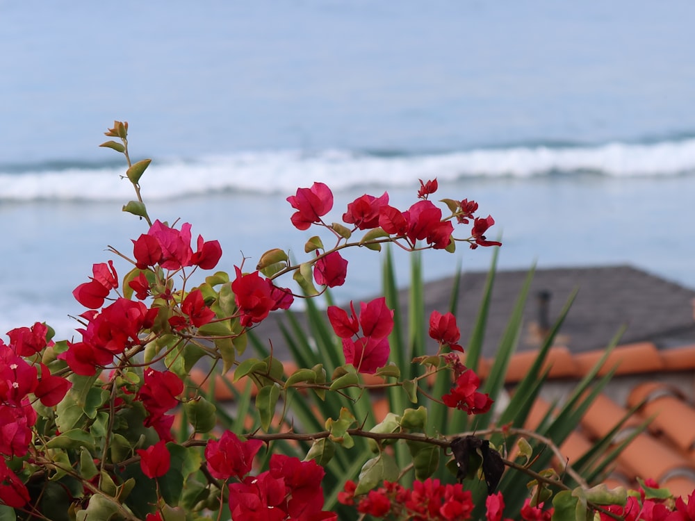 a bunch of red flowers that are by the water