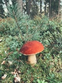 A vibrant red-capped mushroom grows amidst a lush, green forest floor covered with moss and scattered pine needles. The backdrop reveals a dense forest with tall, blurry trees, hinting at a natural woodland setting.