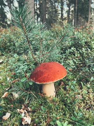 A vibrant red-capped mushroom grows amidst a lush, green forest floor covered with moss and scattered pine needles. The backdrop reveals a dense forest with tall, blurry trees, hinting at a natural woodland setting.