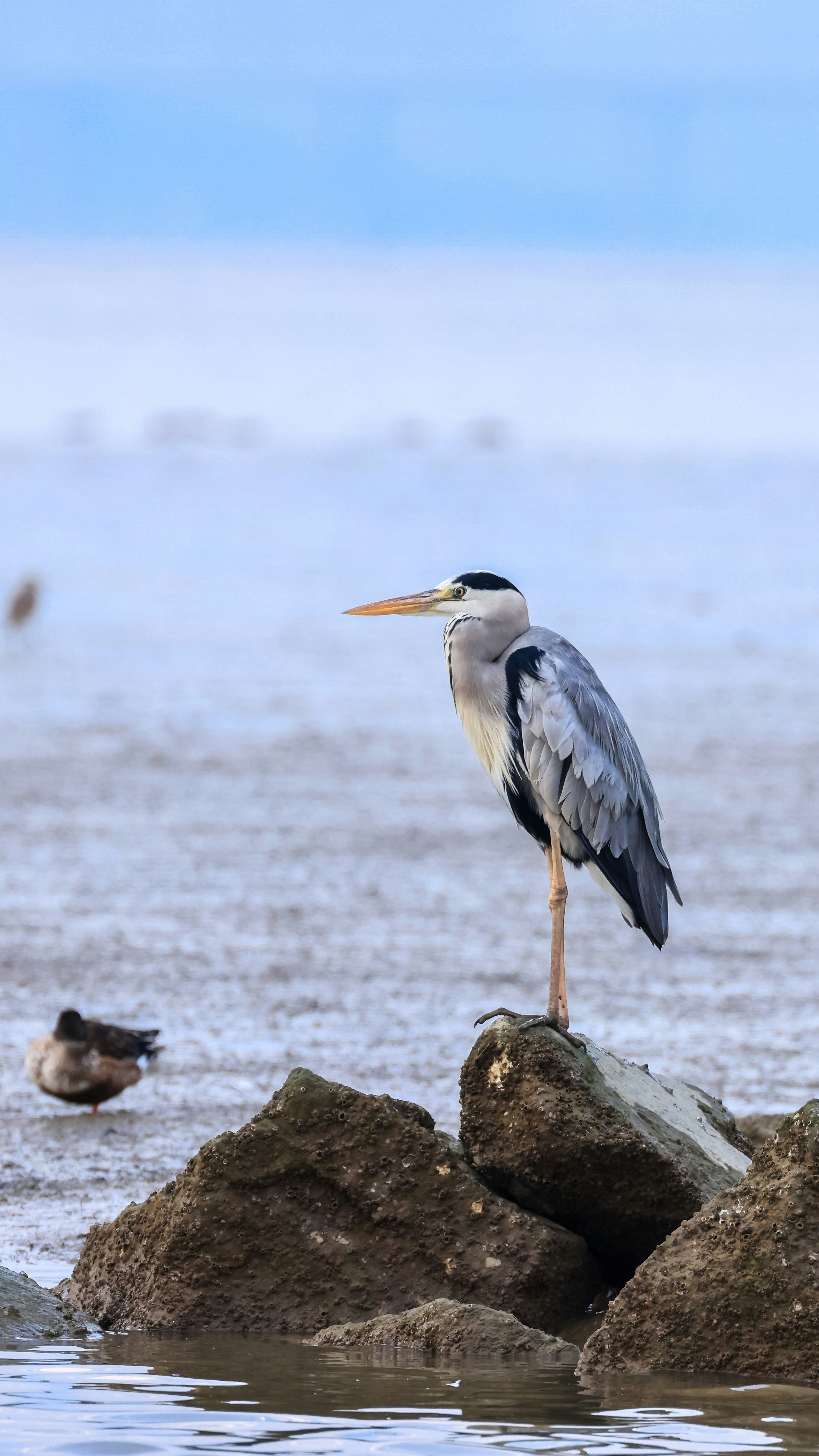 Photo by dickenslin76