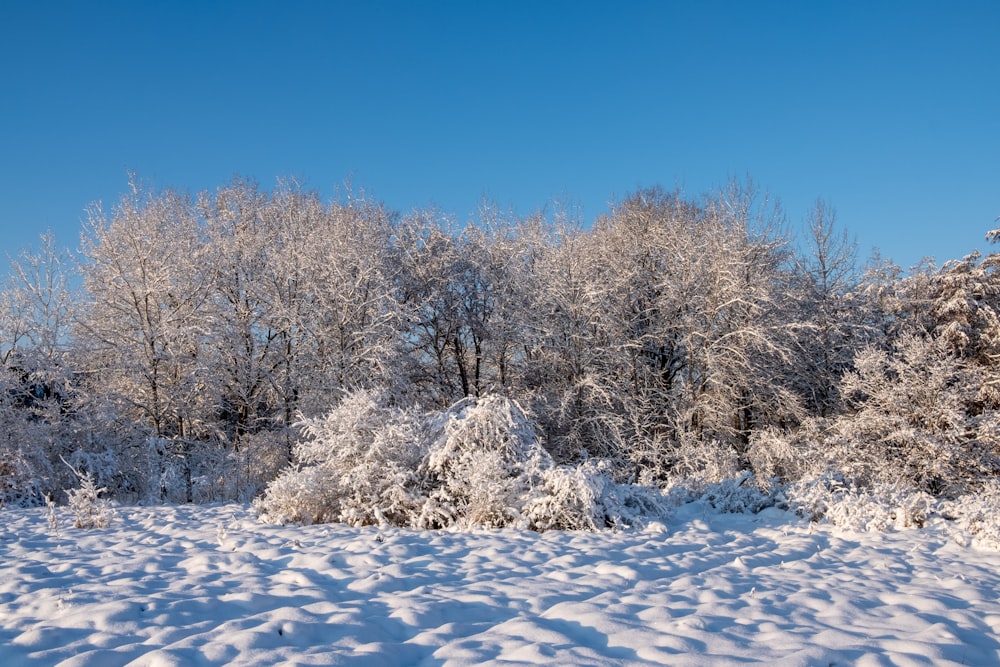 a snow covered field with trees in the background