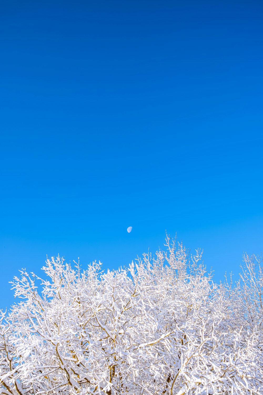 a tree covered in snow under a blue sky