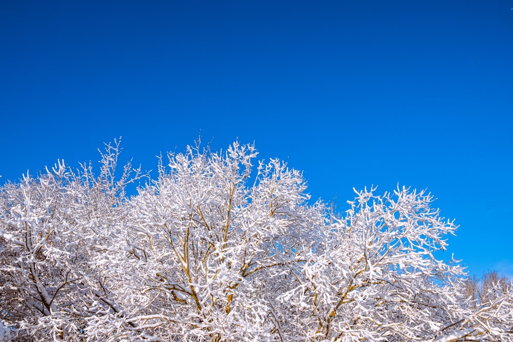 a tree covered in snow under a blue sky