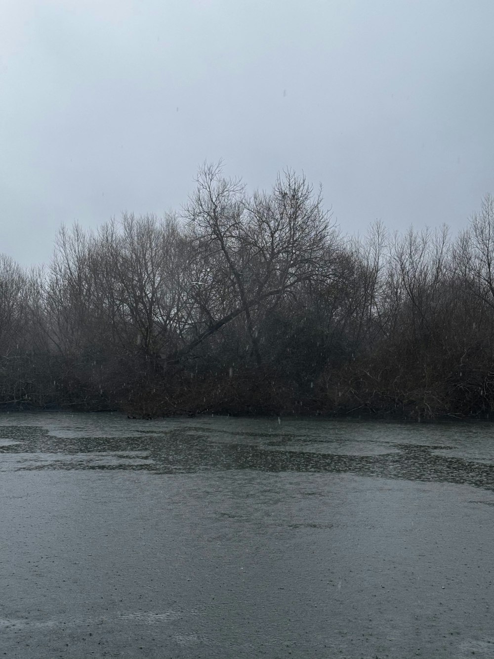 a body of water with trees in the background