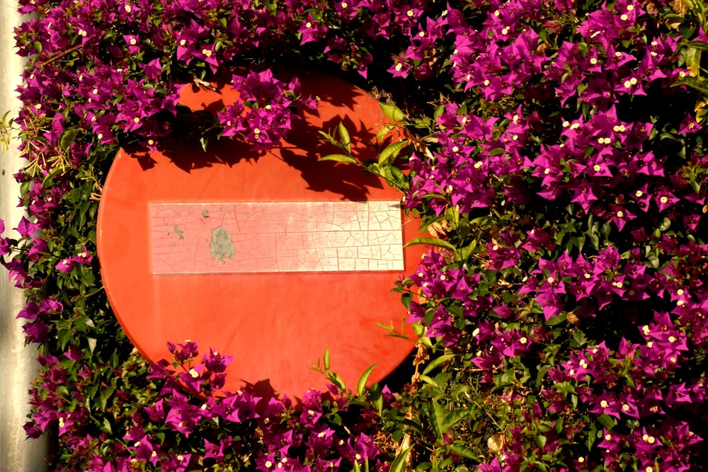 a red frisbee surrounded by purple flowers