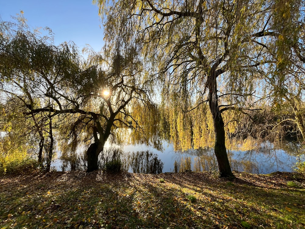 the sun shines through the trees over the water