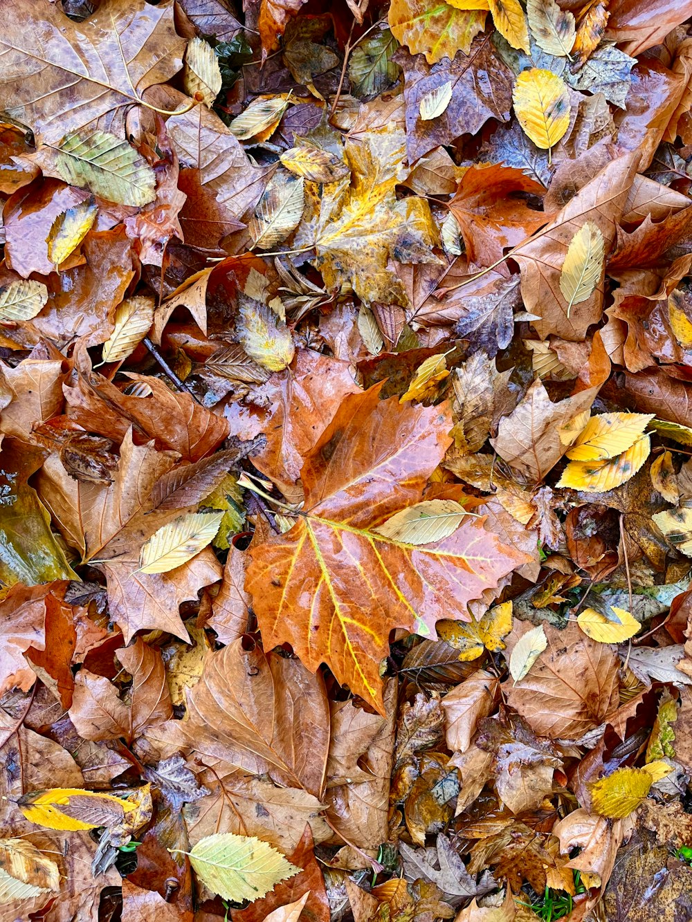 a bunch of leaves that are laying on the ground