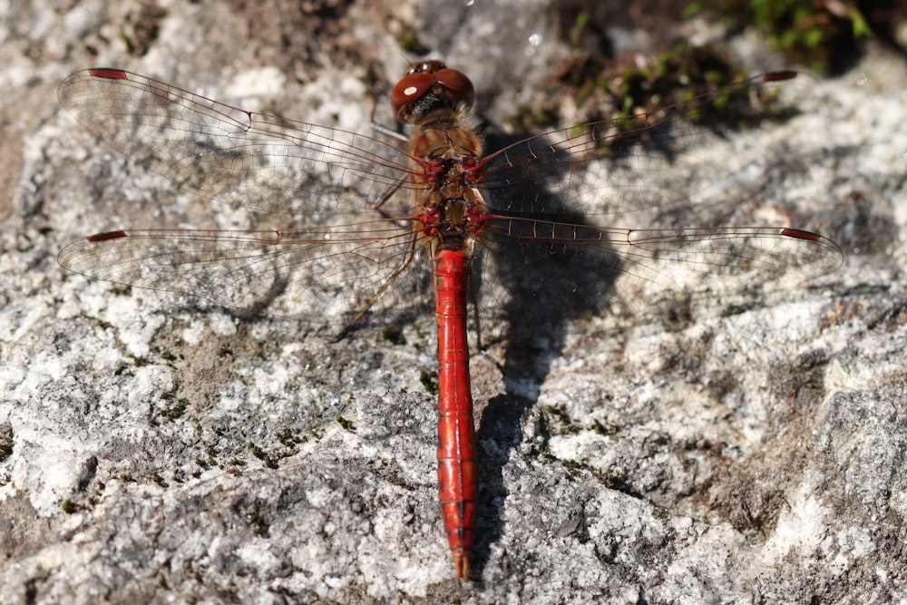 a red dragonfly resting on a rock