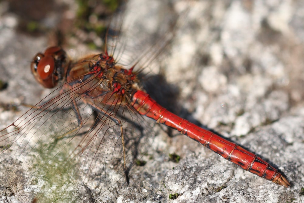 a close up of a red dragonfly on a rock