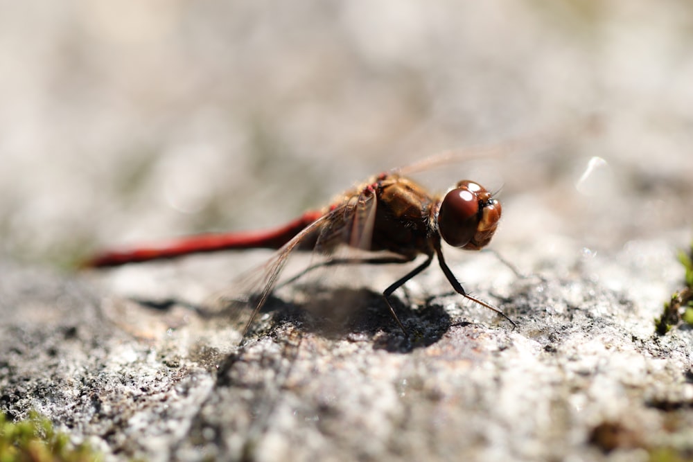 a close up of a fly on a rock