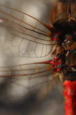 Macro shot of a dragonfly wing pattern illuminated with subtle red and blue highlights.