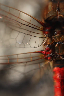 Macro shot of a dragonfly wing pattern illuminated with subtle red and blue highlights.