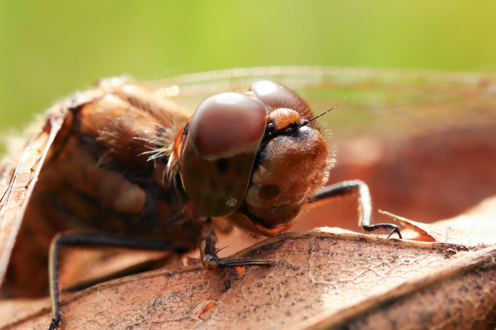 a close up of a bug on a piece of wood