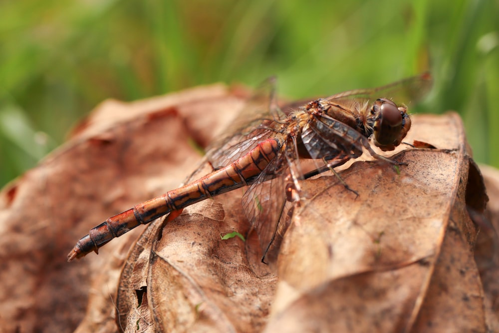 a close up of a dragon fly on a leaf