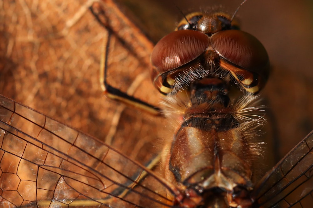 a close up of a dragonfly on a piece of wood