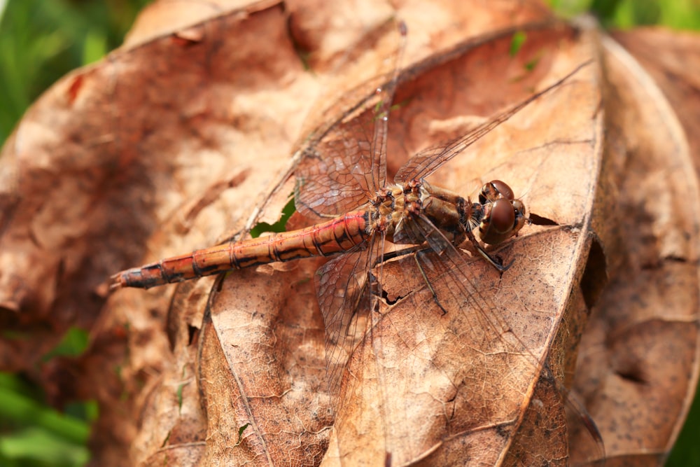 a close up of a dragonfly on a leaf