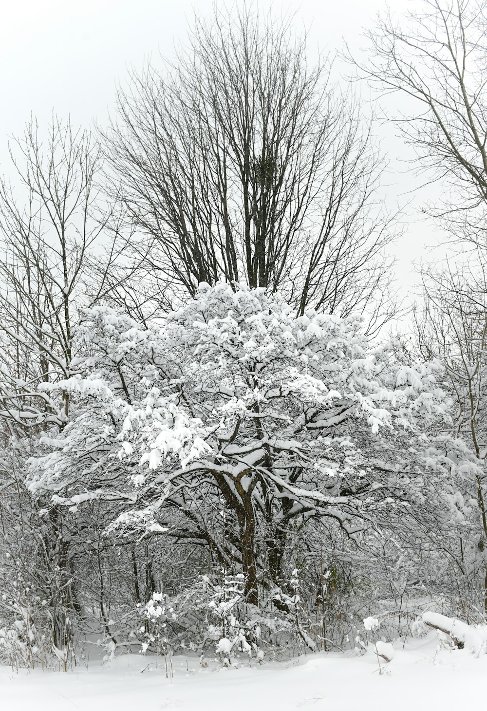 a large tree covered in snow next to a forest