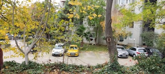 A residential area with several parked cars in a lot surrounded by trees with yellow and green leaves. The scene is framed by trees in the foreground, and a multi-story building is partially visible in the background. The ground is covered with fallen leaves.