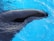 A black marine animal, likely an orca whale, partially submerged in vibrant blue water. The smooth surface of the whale contrasts with the rippling reflections on the water.