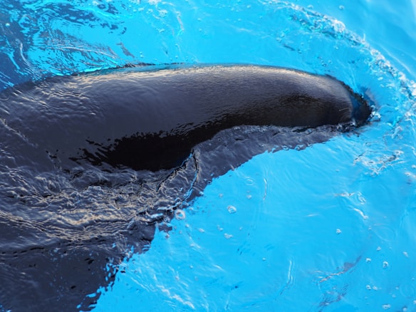 A black marine animal, likely an orca whale, partially submerged in vibrant blue water. The smooth surface of the whale contrasts with the rippling reflections on the water.