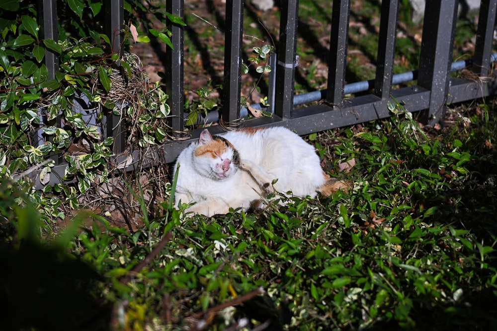 a cat laying in the grass near a fence