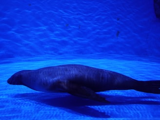 A seal is swimming gracefully underwater with its streamlined body surrounded by a deep blue background with light reflections on the water.